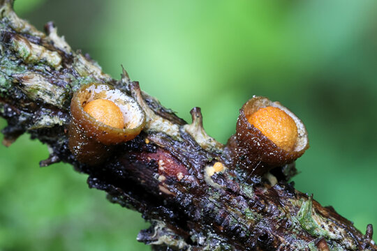 Bird's-nest fungus or bird nest fungus, Crucibulum laeve