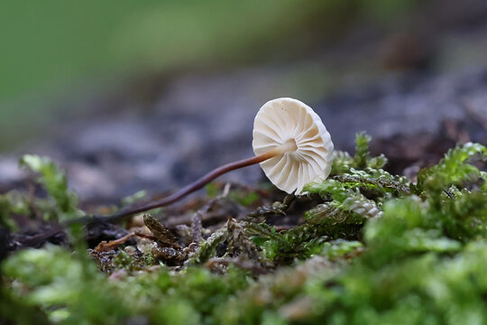 Pinwheel mushroom, Marasmius rotula, also known as  pinwheel marasmius, little wheel,  collared parachute, or horse hair fungus, wild mushroom from Finland