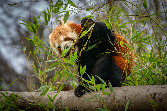 Roter Panda beim Fressen