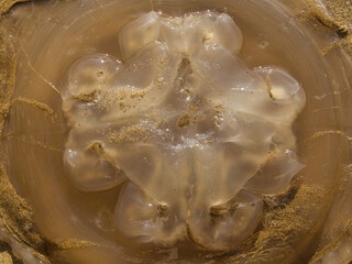 Tragédia Silenciosa: Anémona Marinha Encalhada na Praia