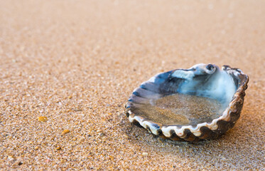 Concha na Areia da praia: Uma Jornada Serena à Beira-Mar
