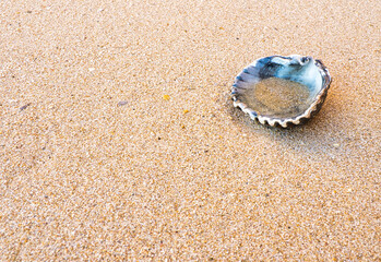 Serenidade Marinha: Concha na Areia da praia.
