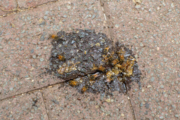 African honey bees collect honey from the groud that was spilled during a honey harvest