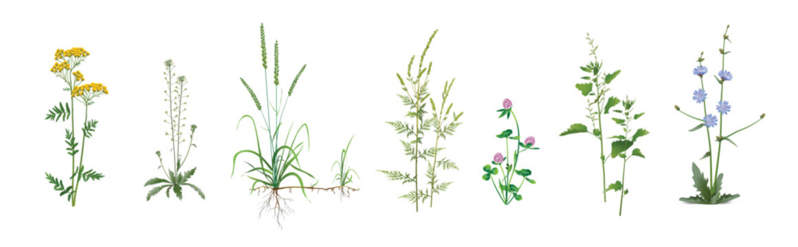 Realistic drawings set of wild field, meadow, steppe (some medicinal) annual and perennial plants, garden weeds - Tansy, Capsella, Agropyron repens, Common ragweed, Red clover, Orache, Chicory.