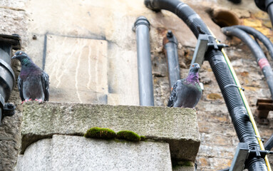 Tauben fühlen sich in London überall gut