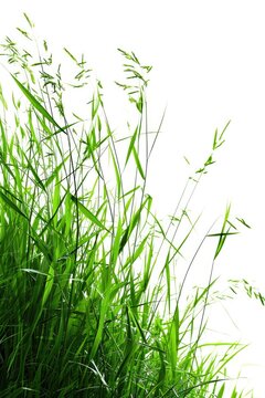 Picture of a bunch of tall green grass with a white sky in the background. Suitable for nature and landscape themes © Vladimir Polikarpov