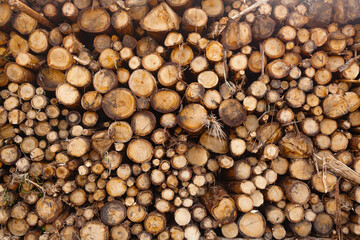 Harvested wooden logs for transportation.