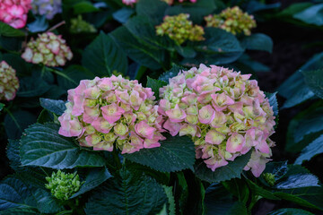 Blooming Hydrangeas flowers in the garden