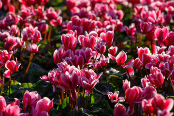 Cyclamen flower bloom in the garden