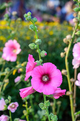 Hollyhock (Alcea rosea) flowers blossom in the Garden