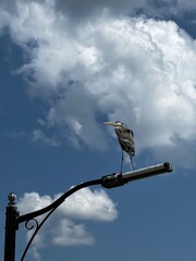 A Great Blue Heron Bird Standing on a Lamp Post