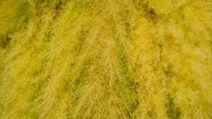 The background is made from colorfully dyed grass flowers.