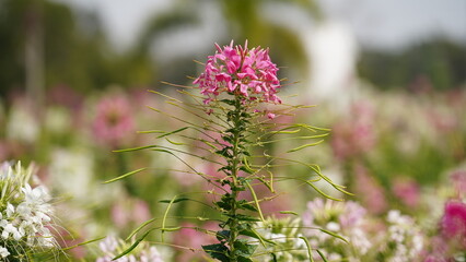 spider flower in the garden.
