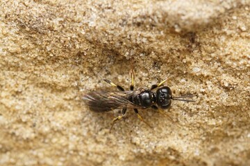 Dorsal closeup on the small shield digger wasp, Crabro scutellatus sitting on the ground