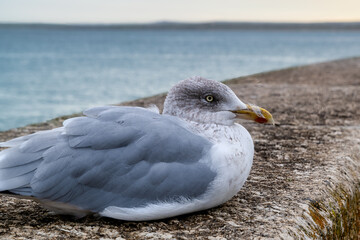 Liegende Möwe am Hafen von St. Ives