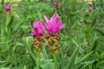 Obraz premium A close up of Pink Siam Tulip or Curcuma alismatifolia in the park with blurred natural green background.