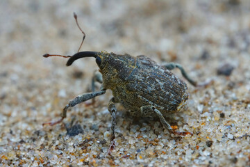 Closeup on a smal European weevil monophagous nettle beetle, Parethelcus pollinarius sitting on ground