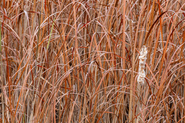 Typha angustifolia. Dried cattails or narrow-leaved cattails and inflorescence in a pond in winter.