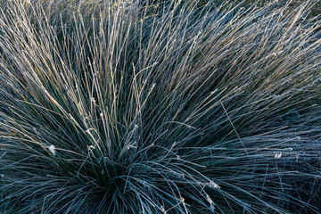 Scirpus holoschoenus. Clustered reed or cotton deergrass, in winter with frost. - obrazy, fototapety, plakaty