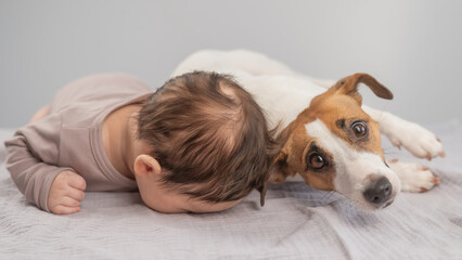 Portrait of a baby lying on his stomach and a Jack Russell Terrier dog.