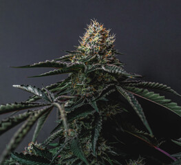 Beautiful cannabis big bud on the dark grey background