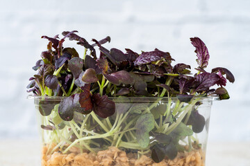 Microgreens in pot - Red mustard - healthy superfood