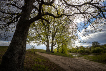 spring landscape with trees with young greenery against a blue sky with clouds. dirt road in the foreground