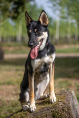 Portrait of a belusky puppy 