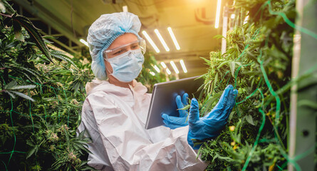 Female researcher examine cannabis leaves and buds in a greenhouse enters data into a tablet.