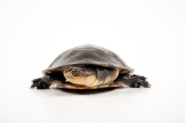 Buckelschildkröte // Toadhead turtle, Gibba turtle (Mesoclemmys gibba) - obrazy, fototapety, plakaty