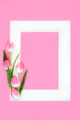 Spring and Easter tulip flower background with white frame. Minimal floral nature design on pastel pink.