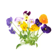 Foto op Canvas Pansy flower plant varieties mixed colors on white background. Floral food decoration and herbal medicine. Treats dandruff, cradle cap, acne, purifies blood, skin disorders, psoriasis. © marilyn barbone