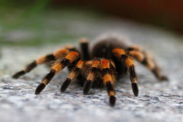 Vogelspinne Brachypelma Smithi