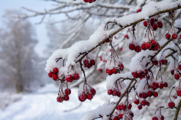 hawthorn branch.