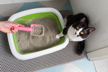 Feline Care Routine: cat owner hand cleaning a cat litter box by scooping litter clumps. Cute domestic cat sitting near the Kitty toilet and playing.
