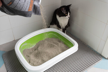 Feline Care Routine: cat owner cleaning a cat litter box and adding new absorber granules from the...