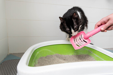 Feline Care Routine: cat owner hand cleaning a cat litter box by scooping litter clumps. Cute...