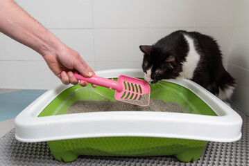 Feline Care Routine: cat owner hand cleaning a cat litter box by scooping litter clumps. Cute...