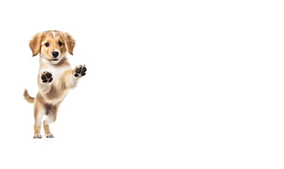 A small beautiful dog puppy plays happily in a jump, white background isolate.