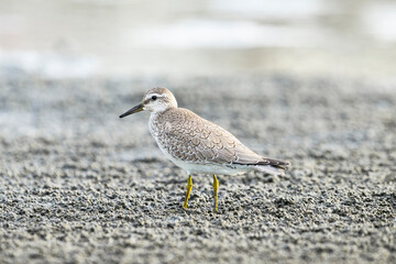 コオバシギ幼鳥