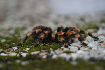 Vogelspinne Brachypelma Smithi