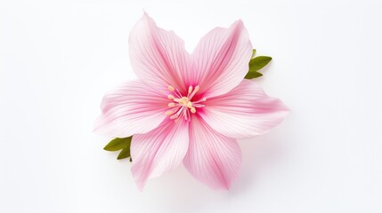 Pink isolated flower on white background top view. Flat layer