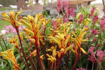 Closeup on the colorful Australian yellow or evergreen, kangaroo paw, Anigozanthos flavidus