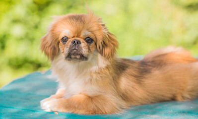 Cute little Pet, adoption concept . Young golden light Doggo, close up portrait 