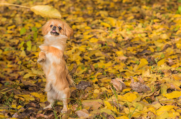 Cute little Pet, adoption concept . Young golden light Doggo, close up portrait 