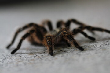 Vogelspinne Brachypelma Pulchripes
