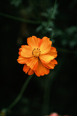 Orange flower, nature background, close up view, colorful vivid tones, plants