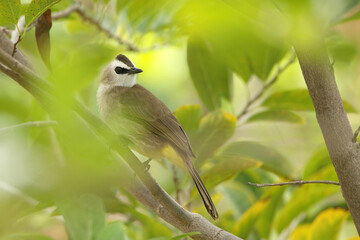 Yellow-Vented Bulbul