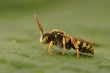 Closeup on a male Lathbury's Nomad cuckoo solitary bee, Nomada lathburiana sitting on a green leaf