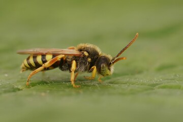 Closeup on a male Lathbury's Nomad cuckoo solitary bee, Nomada lathburiana sitting on a green leaf